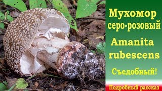 Мухомор серо-розовый со всех сторон. Подробный рассказ.