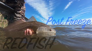 Post Freeze Redfish in Louisiana | Sight Cast