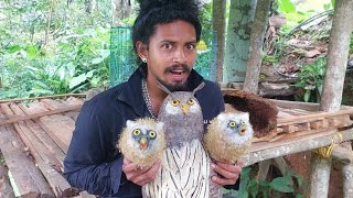 ഒടിഞ്ഞുവീണ മരത്തിലെ മൂങ്ങ കുഞ്ഞുങ്ങൾ 🦉owl chicks in the nest 🦉🦉🦉