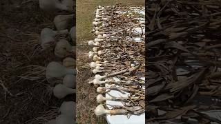 Harvesting And Drying Garlic For Storage