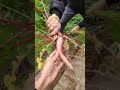 organic farm organic deoghar homegarden farming youtubeshorts shorts gardening farm flower