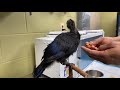 Home Safari - Lady Ross Turaco Chick - Cincinnati Zoo