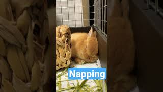 Napping Bunny 赤ちゃんうさぎのお昼寝タイム