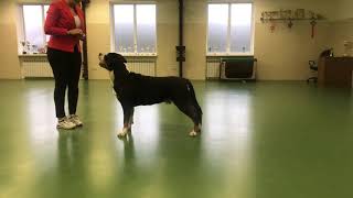 Greater Swiss Mountain Dog IMIR HUN COMME IL FAUT