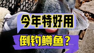 倒钓鳟鱼确实好用路亚虹鳟金鳟