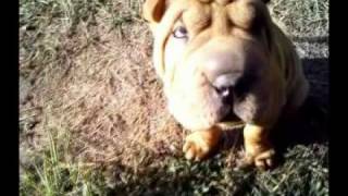 My sharpei Stepka