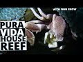 Scuba Diving in Pura Vida Housereef | Philippines Dive Resort