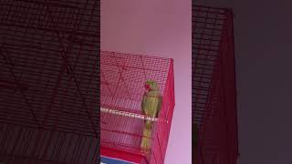 my parrot talking with me🐦