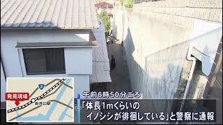 住宅街にイノシシ出没 男女3人がケガ 広島・西区(動物愛誤)(製造車禍.傷人.人身被害)(アニマルホーダー.Animal Hoarding)(豚コレラ.豚熱.豬瘟.CSF)(トキソプラズマ症)