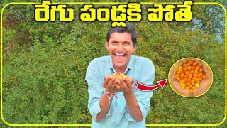 Regu pandlu | Neragayalu | Reggayalu | Regi pallu | Jujube Fruits