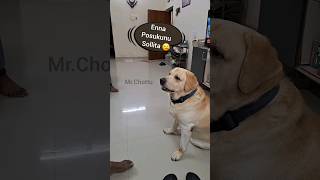 Oru walking ku evlo kashtam #daddydog #trending #vjsiddhu #funnyvideos #parithabangal #dogshorts #to