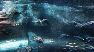 海響館 ジェンツーペンギン大編隊-Gentoo penguin-