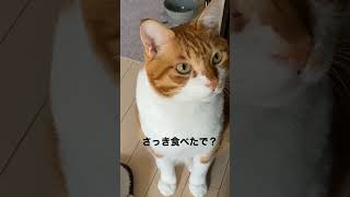 大阪弁でしゃべる猫「んなあほな。」#shorts  #talkingcat  #しゃべる猫 #大阪弁