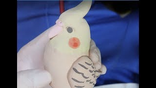 陶芸：オカメインコの人形の色塗り、Pottery : How to make Cockatiel