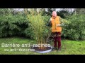 Comment planter un bambou Phyllostachys ? (avec barrière anti-rhizomes)