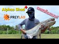 Alphas Shad+ เทสต้นแบบบิ๊กเบท คอสตอมจาก PREYLAB โคตรตึงมือ