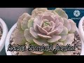 Lowland Succulent Beauties! ||• Merjhen's Garden