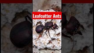 MY Leafcutter Ants Atta sexdens #antkeeping #ants