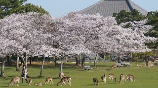 奈良公園の桜満開でシカもうっとり？　青空広がる（2021年3月31日）