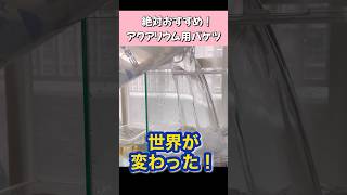 【金魚飼育】アクアリウム用のバケツがおすすめな理由！　#金魚 #shorts