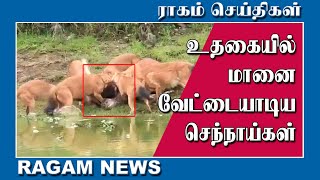 செந்நாய்கள் கூட்டம் மானை வேட்டையாடிய காட்சி | RAGAMNEWS