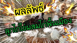 ผลลัพธ์ของการฟักลูกไก่ไข่ผสมไก่พื้นเมือง อายุ 1.5 เดือน