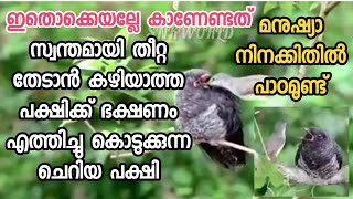 സ്വന്തമായി തീറ്റ തേടാൻ കഴിയാത്ത പക്ഷിക്ക് ഭക്ഷണം എത്തിച്ചു കൊടുക്കുന്ന ചെറിയ പക്ഷി #goodhabits