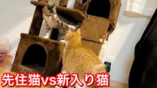 いきなりバトル勃発!?先住猫と新入猫の戦いがこちらw