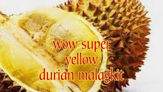 ✨ 🌙 🌈/ASMR/ LET'S OPEN DURIAN SUPER YELLOW \u0026 SWEET 🌈✨🫨