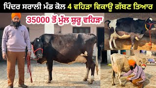 ਪਿੰਦਰ ਸਰਾਲੀ ਮੰਡ ਕੋਲ 4 ਵਹਿੜਾ ਵਿਕਾਊ ਗੱਬਣ ਤਿਆਰ । 35000 ਮੁੱਲ ਸ਼ੁਰੂ ਵਹਿੜਾ। ਪਿੰਡ ਸਰਾਲੀ ਮੰਡ। ਤਰਨਤਾਰਨ