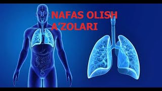 NAFAS OLISH A'ZOLARINING TUZILISHI | НАФАС ОЛИШ АЪЗОЛАРИНИНГ ТУЗИЛИШИ.