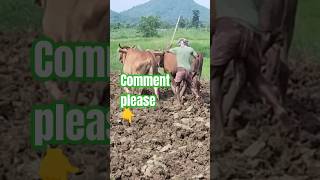 farmer అంటే ఇష్టమైతే #agriculture #cow #బుల్లెట్ #bull #nature #జోడెద్దులు #సంప్రదాయ