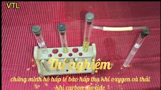 Thí Nghiệm Chứng Minh Hô Hấp Tế Bào Hấp Thụ Khí Oxygen Và Thải Khí Carbon dioxide| KHTN 7