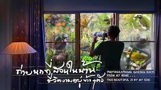 ถ่ายนกที่สวนในบ้าน ชีวิตงามอยู่ข้าง ๆ ตัว : Photographing Garden Birds from my Home