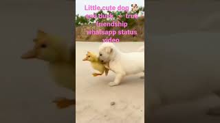 respect 💯Little cute dog 🐕 and duck 🦆 true friendship whatsapp status video #shorts #animals #viral