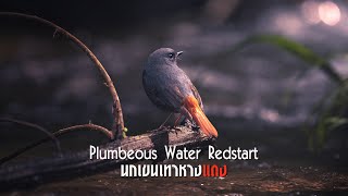 Plumbeous Water Redstart  | นกเขนเทาหางแดง |  Birder’s Journal EP33