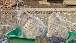 湯浴みシーズン到来！　大宮公園のカピバラたち