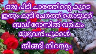 ചാരത്തിൻ്റെ കൂടെ ഇതും കൂടി ചേർത്ത് കൊടുക്ക്#ബഡ് റോസിൽ കൊമ്പ് ഒടിയും വിധം പൂക്കൾ ഉണ്ടാവും# gardening