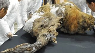 28,000 Year Old Woolly Mammoth Cells Show Biological Signs Of Life