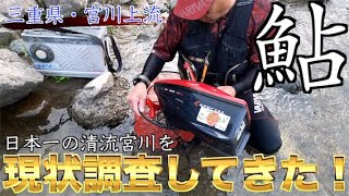 【日本一の清流】三重県・宮川上流！！病み上がり鮎の現状調査