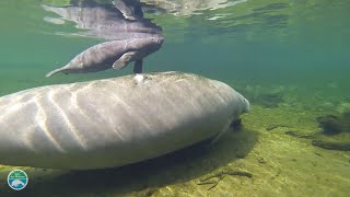 Do manatees make any audible sounds?