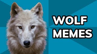 How Wolves Dominate The Meme World, From DeviantArt To "Three Wolf Moon" | Meme History