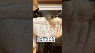 【きょうだい】定員オーバー【せまい】#cat #サビ猫 #ねこ #猫 #shorts