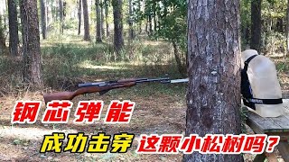 鋼筋彈能成功擊穿這棵小松樹嗎？武器科普，軍迷必看！ #军事武器 #军迷 #涨知识 #武器科普 #终结者