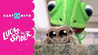 Lucas the Spider | Bedtime song | Cartoonito
