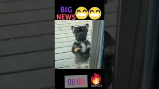 funny dog video cutest things 2021.#shorts #doglover #funnydog #pet #moj #tiktok #cutebabydog