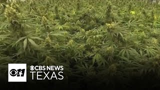 Dallas residents vote to decriminalize marijuana