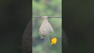 বাবুই পাখির বাসা #viral #subscribe #birds #shorts #trending #বাবুইপাখি