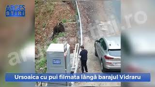 Ursoaica cu pui filmată lângă barajul Vidraru