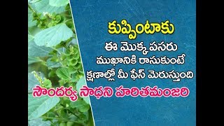 Kuppintaku uses in telugu  | kuppintaku plant | Acalypha indica uses in telugu | కుప్పింటాకు